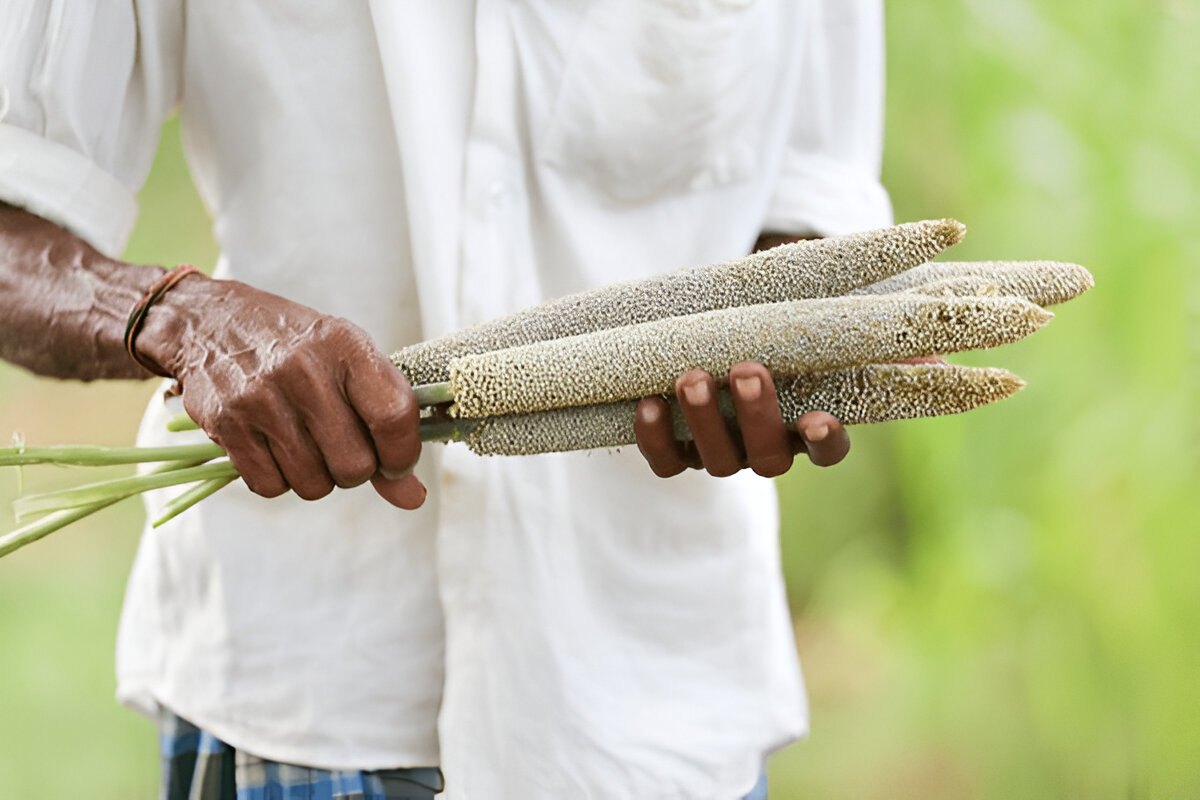 Pearl Millet (Bajra)