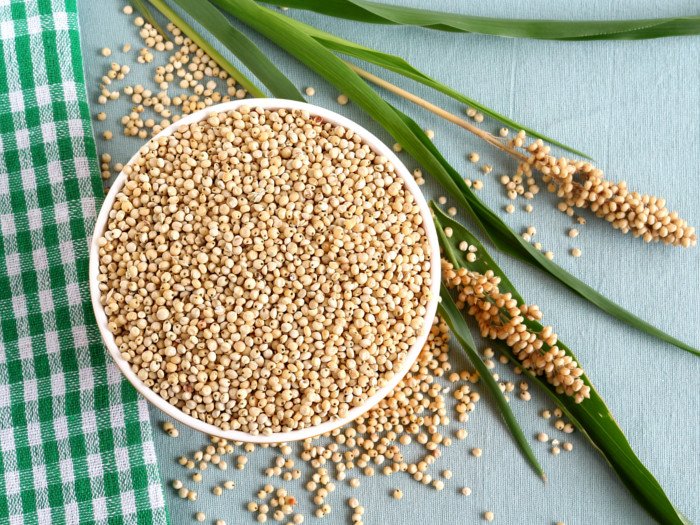 Sorghum (Jowar)